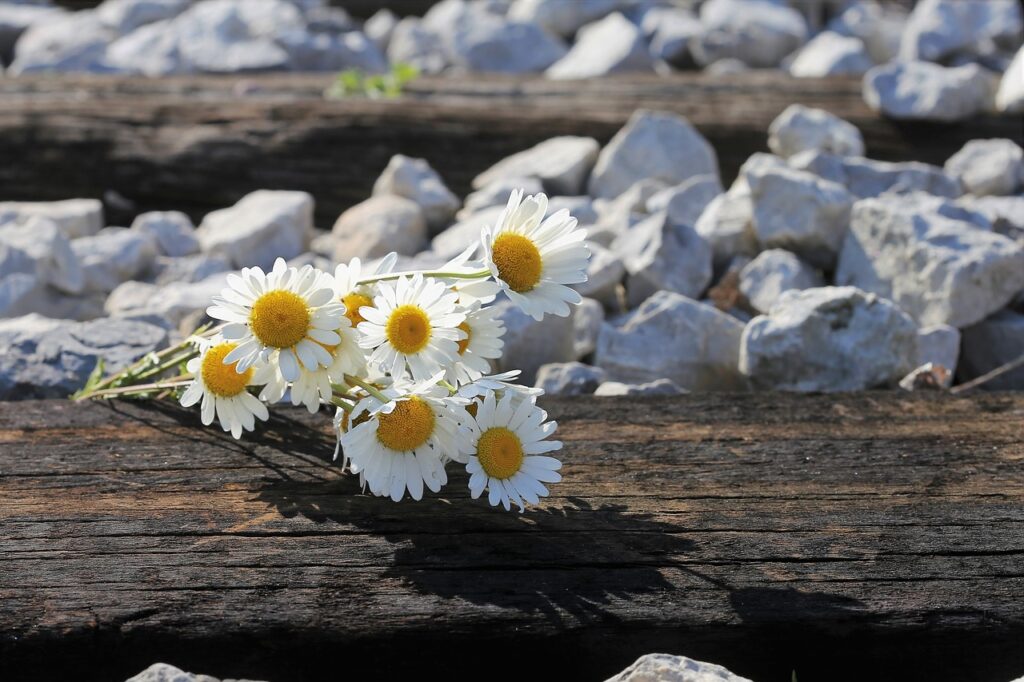daisy bouquet on railway, stop youth suicide, loving memory-3415224.jpg