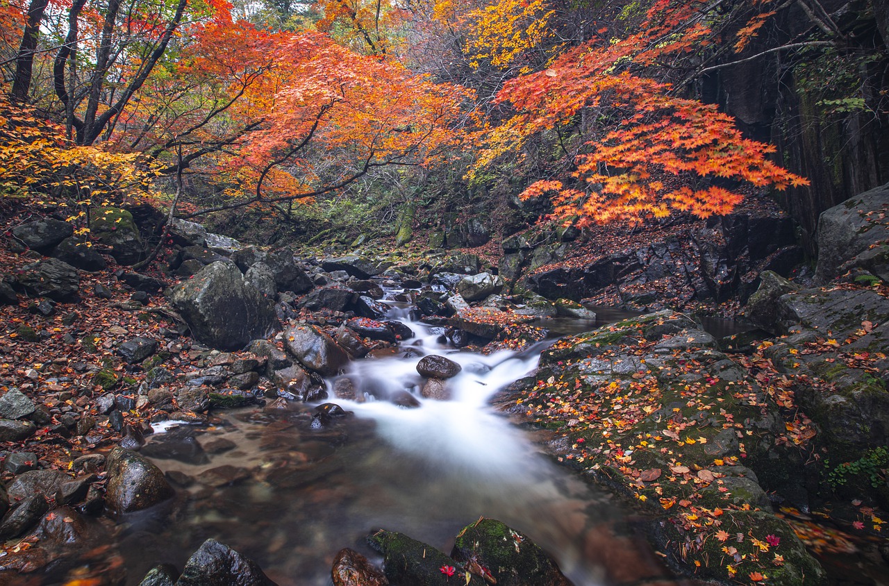 stream, forest, autumn-5680609.jpg